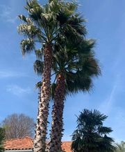 Au Pic de l'Arbre image 5
