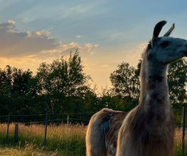 Wedemark Lamas Bild 1