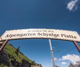 Botanischer Alpengarten Schynige Platte Bild 5
