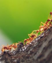 MG Schädlingsmanager GmbH Bild 3