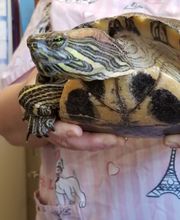 Back Mountain Veterinary Hospital image 15