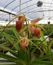 Odom's Orchids Inc image 13