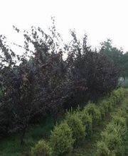 Gaertnerei in Basel-Stadt