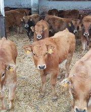 Pinsos Cortada imagen 4