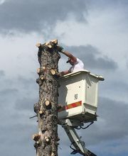 Brac José Elagage Abattage 18 image 11