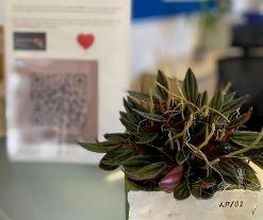 Kleine, grüne Topfpflanze auf einem Tresen. Dahinter ein Aufsteller mit QR Code.