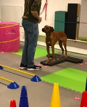 Hundetraining - DOX.fitness - Hundeschule | Schliersee
