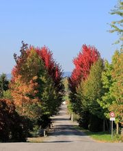 Bernhard Baumschulen AG Bild 1