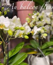 Au Balcon Fleuri image 5
