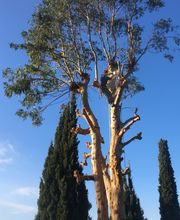 Danielou Elagage image 7