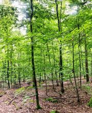 FriedWald Wiesenbach Bild 5