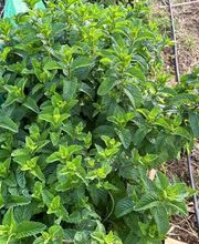 Huertos Santa ROSALÍA imagen 6