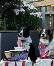 Rally Obedience Store Bild 1