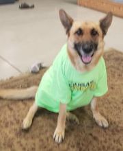 Cougar Cannabis image 3