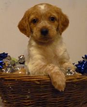 Bochard Cédric image 9