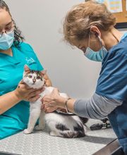 Short Pump Animal Hospital image 6