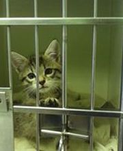 Cabinet Vétérinaire des Promenades Bild 1