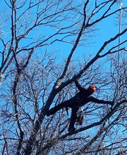 Climbers Tree Care Specialist, Inc. image 14