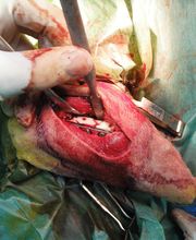 Don Can Servicios Veterinarios S.L.P. imagen 3