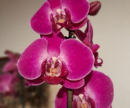 Marty Fleurs image 16