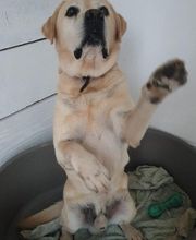 Patchou et Compagnie image 3