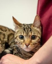 Tierarzt Heidelberg, Tierärztliches Zentrum an der Feuerwache Bild 13