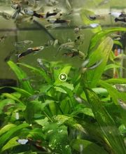 STALLER Martin EIRL AQUABOUTIK image 7