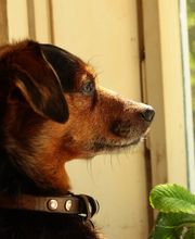 Hund am Fenster