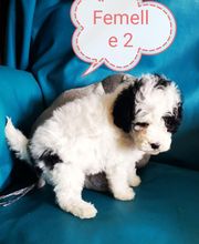 Elevage Des Jours Étoilés image 11