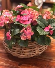 La Fioreria Lugano® Bild 11