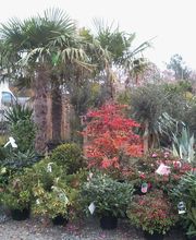 Palm' Ares image 3