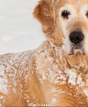 Hundespazierdienst Grindelwald