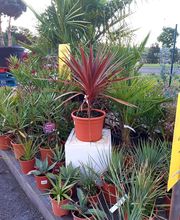 Jardinerie Delbard Le Puy en Velay image 16