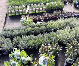 BJL Potager image 2
