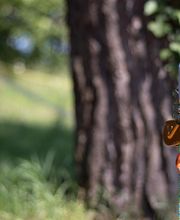 Access Élagage SARL image 1