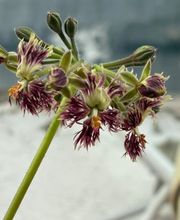 Ralf Paul Pelargonien (Para's) Bild 13