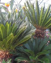 Serres Du Mas Reboul image 5