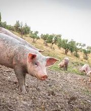 AZIENDA AGRICOLA BARTOCCIONI GIANPALMA immagine 1
