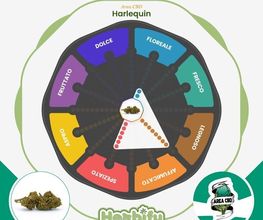 Herbify Cannabis Lovers Delivery immagine 8