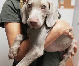 Arca Veterinaria imagen 1