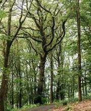 FriedWald Weilrod Bild 2