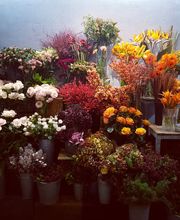 Venetoulis SA Bild 1