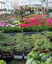 Jardinerie Champs Fleurs image 18