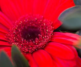 Froger Fleurs image 1