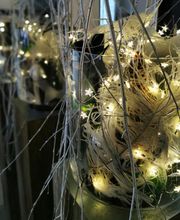 Magnolia Floristik Bild 13