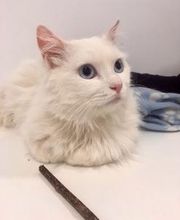 Clínica Veterinaria Okapi imagen 13