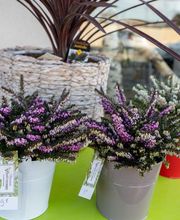 Fleuriste Vautcranne image 20