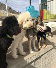 A Dog's World image 1