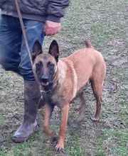 Edu'Canis 60 image 2