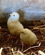 L'Eveil des Sens image 5